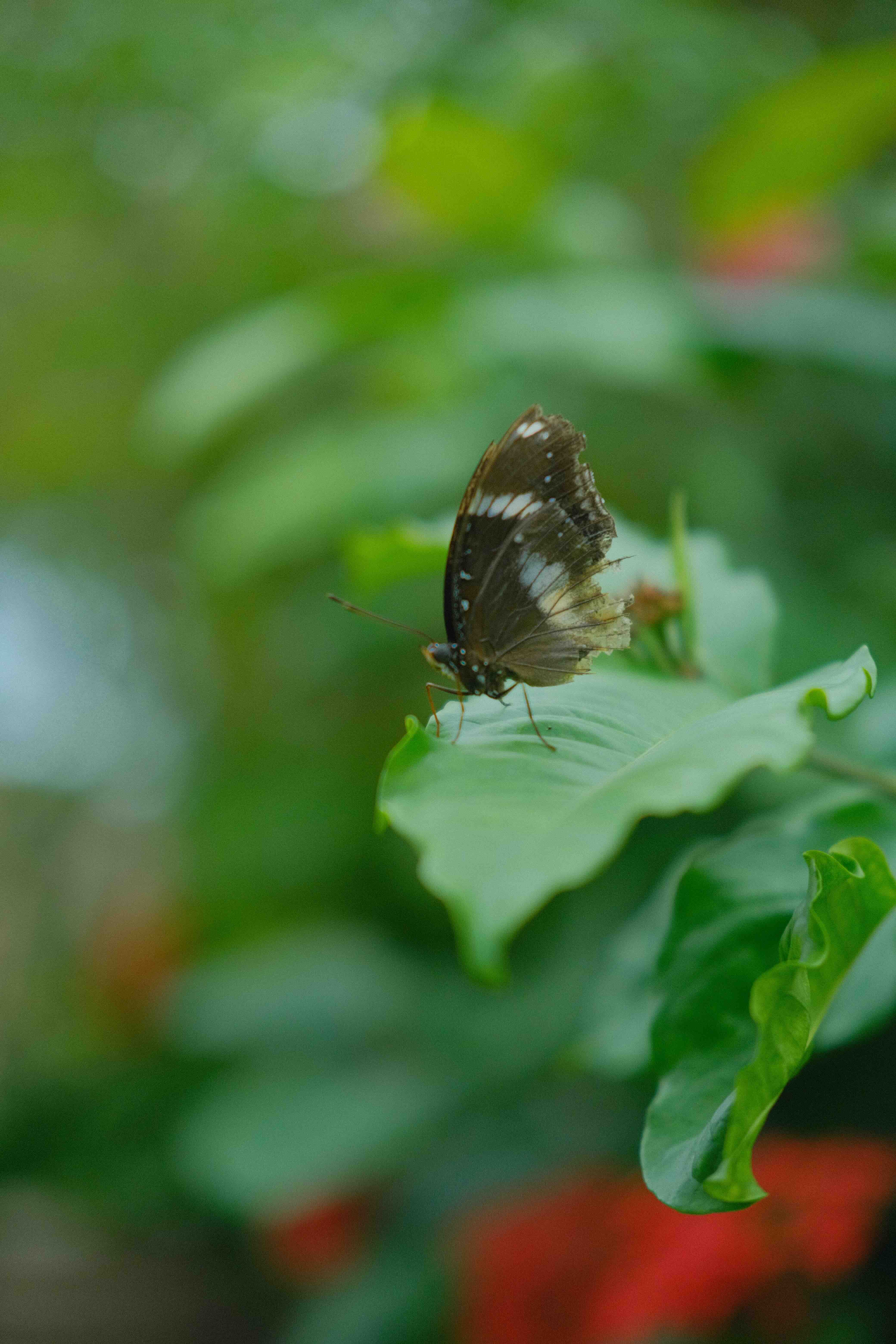 Photo of a butterfly