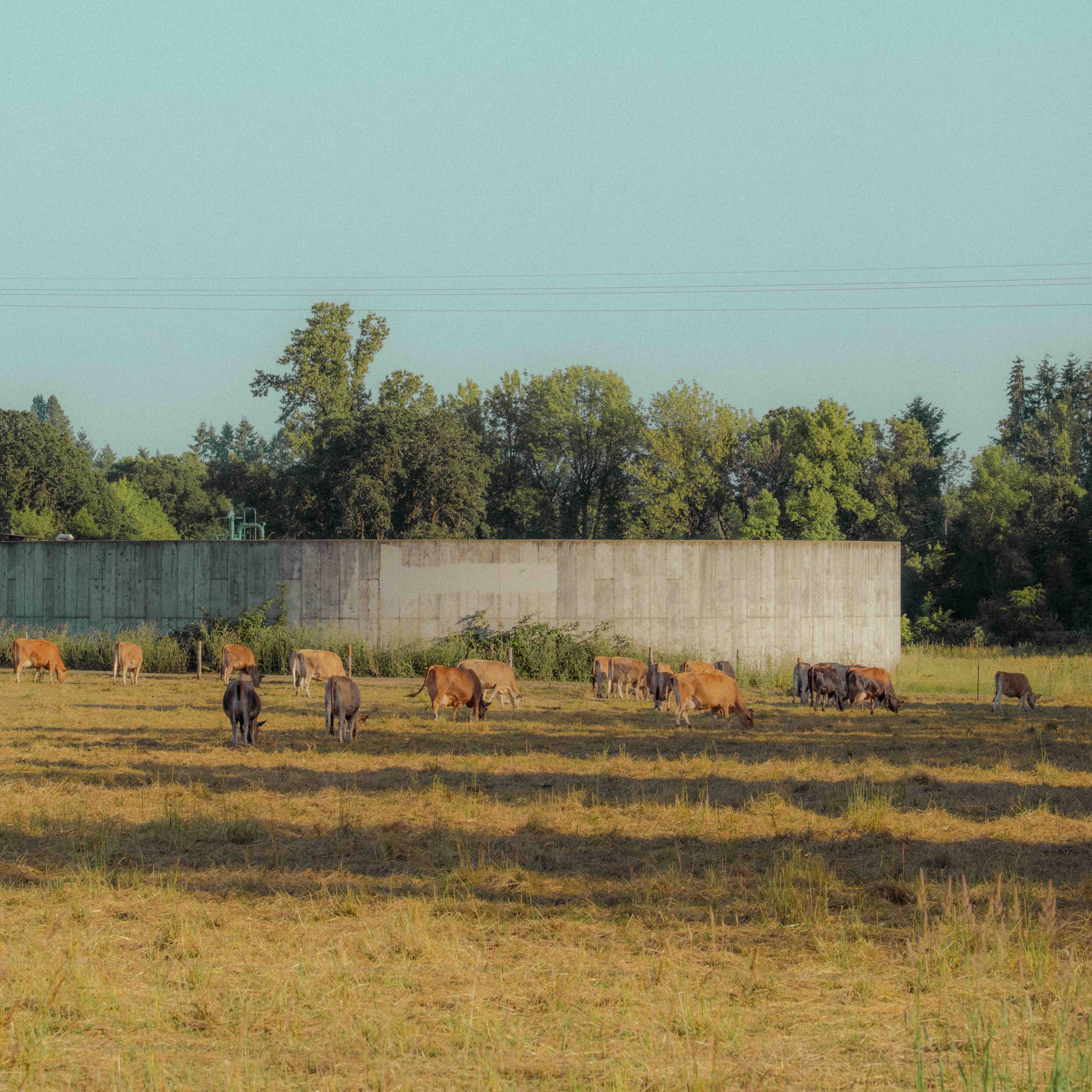 Photo of OSU Dairy cows