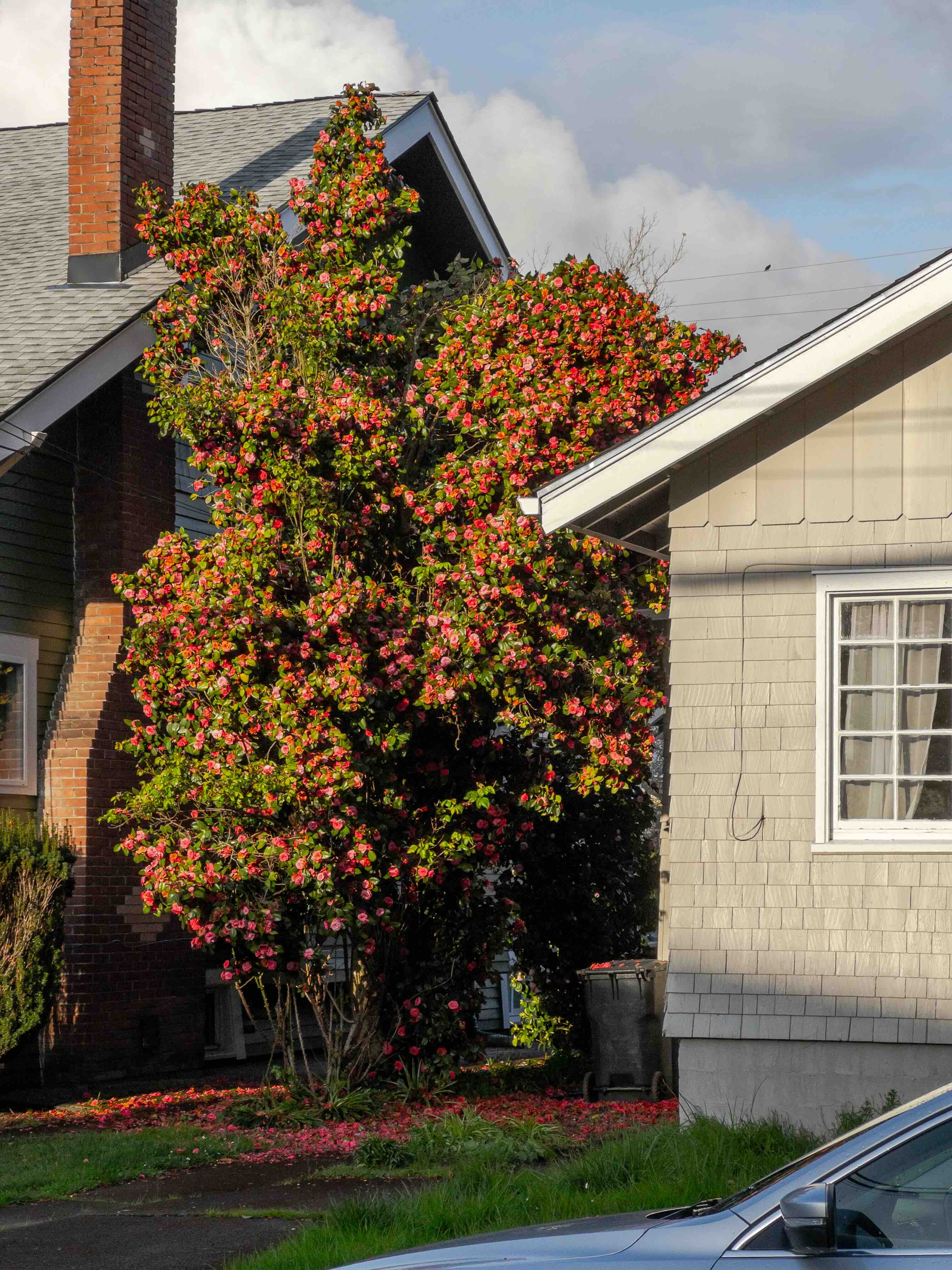 Roses in Corvallis at sunset