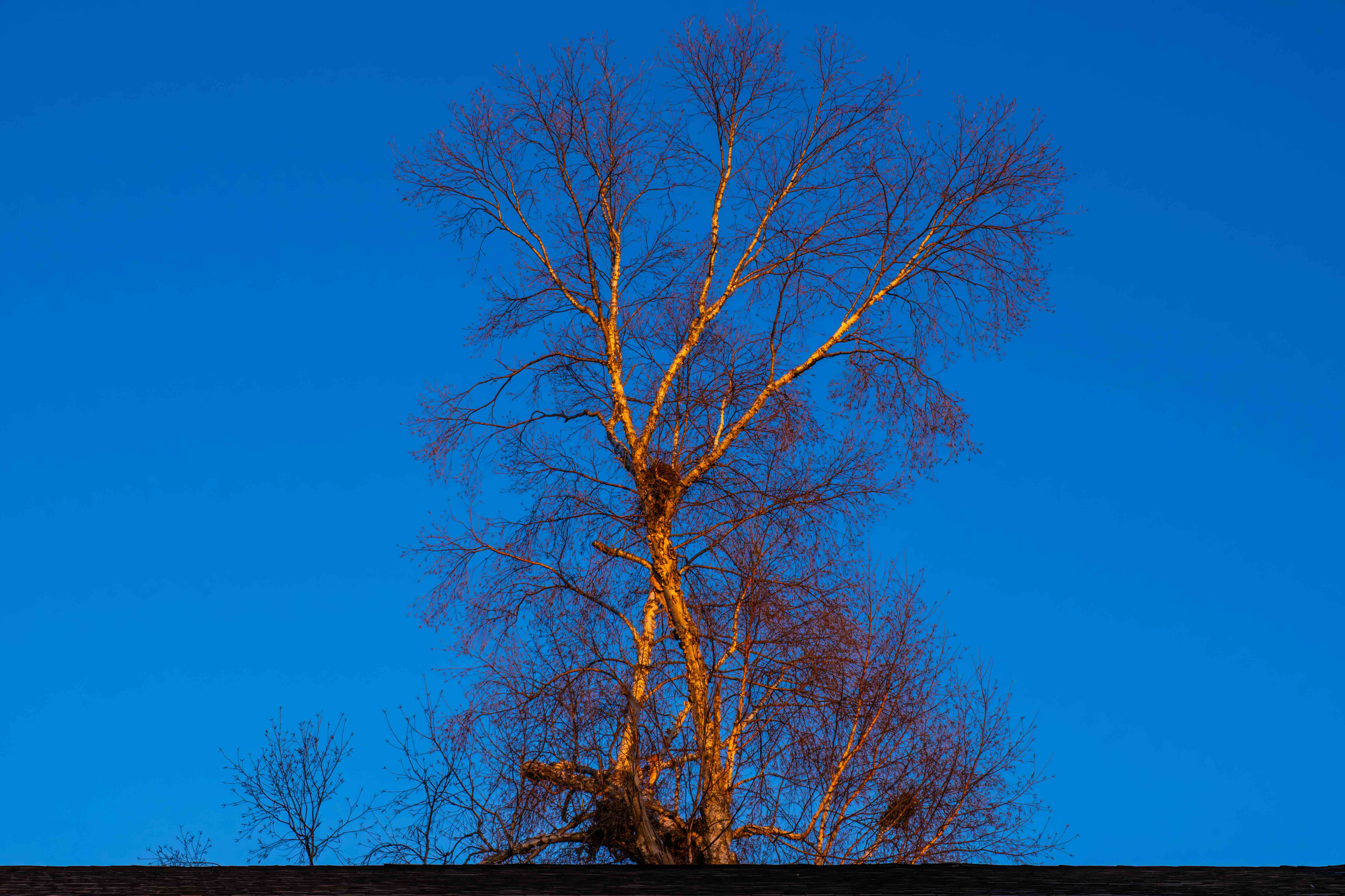 Photo of a tree at sunset